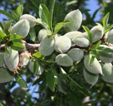 Almendras